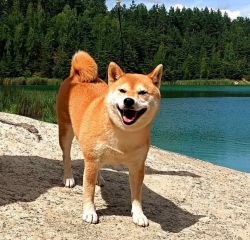 picture of dog