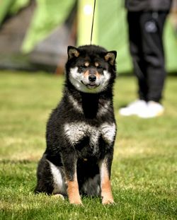 picture of dog