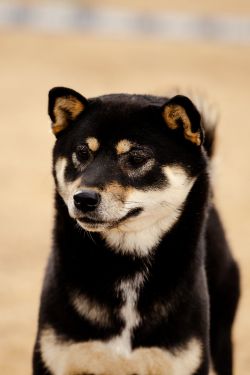 picture of dog