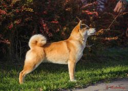 picture of dog