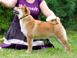 picture of dog
