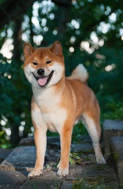 picture of dog