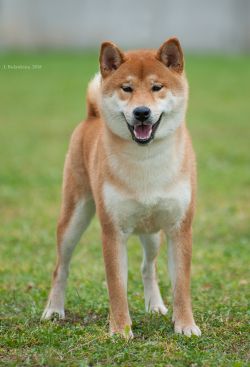 picture of dog