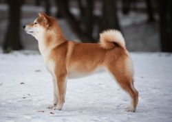 picture of dog