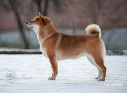 picture of dog