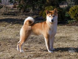 picture of dog