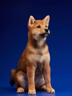 picture of dog