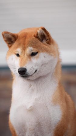 picture of dog