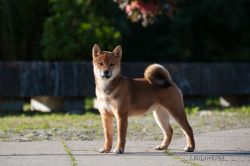 picture of dog