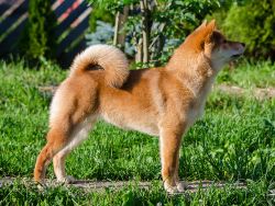 picture of dog