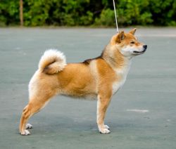 picture of dog