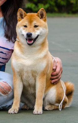 picture of dog