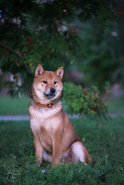 picture of dog