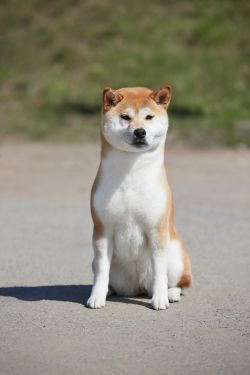 picture of dog