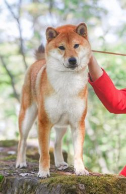 picture of dog