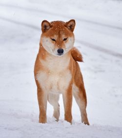 picture of dog