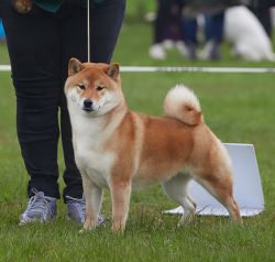 picture of dog