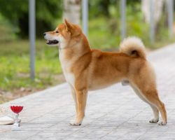 picture of dog