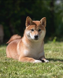 picture of dog