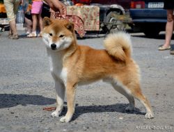 picture of dog