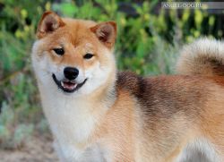 picture of dog