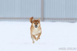 picture of dog