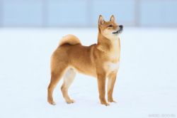picture of dog