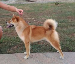 picture of dog