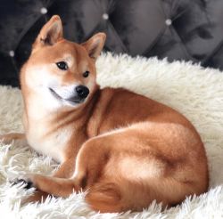 picture of dog