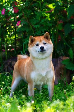picture of dog
