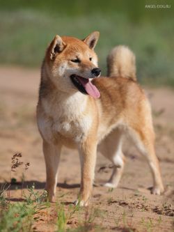 picture of dog