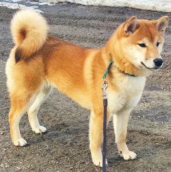 picture of dog