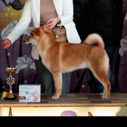 picture of dog