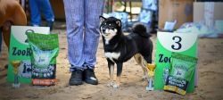 picture of dog