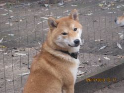 picture of dog
