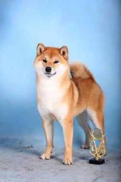 picture of dog