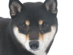 picture of dog