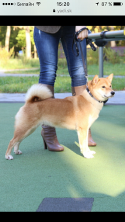 picture of dog