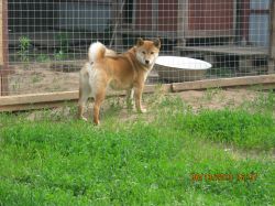 picture of dog