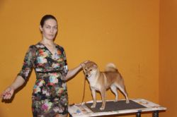 picture of dog