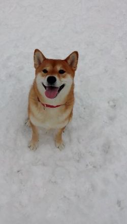 picture of dog
