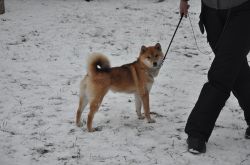 picture of dog