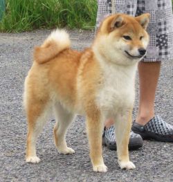 picture of dog