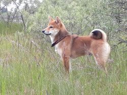 picture of dog