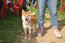 picture of dog