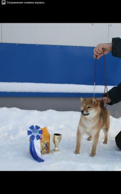 picture of dog