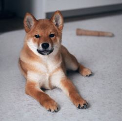 picture of dog