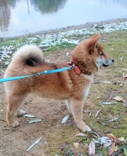 picture of dog