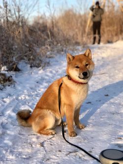 picture of dog