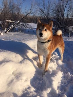 picture of dog